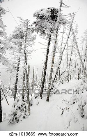 Snow covered forest along the Willey Range Trail in the White Mountains, New Hampshire USA during the winter months View Large Photo Image Stock Photo - Snow covered forest along the Willey Range Trail in the White Mountains, New Hampshire USA during the winter months. Fotosearch