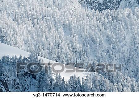 Picture - Snow covered forest in winter, Berchtesgaden national park, Bavaria, Germany. Fotosearch