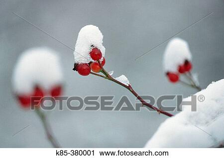 Snow-covered hips, Dog Rose. Oland, Sweden View Large Photo Image Stock Image - Snow-covered hips, Dog Rose. Oland, Sweden. Fotosearch