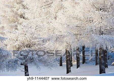 Stock Photo - Snow covered Larches. Fotosearch