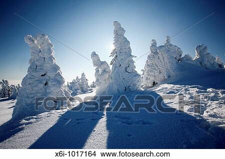 Snow covered Norway Spruce trees, Picea abies, in winter, Brocken mountain, National Park Hochharz, Saxony-Anhalt, Germany View Large Photo Image Picture - Snow covered Norway Spruce trees, Picea abies, in winter, Brocken mountain, National Park Hochharz, Saxony-Anhalt, Germany. Fotosearch