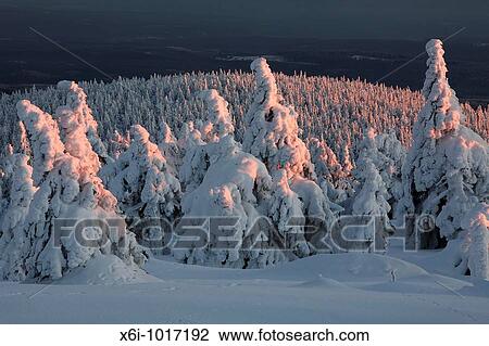 Snow covered Norway Spruce trees, Picea abies, in winter, Brocken mountain, National Park Hochharz, Saxony-Anhalt, Germany View Large Photo Image Stock Image - Snow covered Norway Spruce trees, Picea abies, in winter, Brocken mountain, National Park Hochharz, Saxony-Anhalt, Germany. Fotosearch