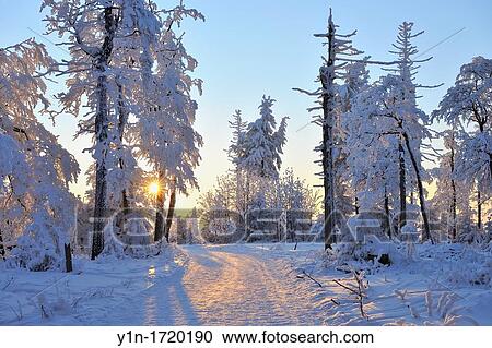 Snow covered Path at Dusk, Winter, Rennsteig, Grosser Inselsberg, Brotterode, Thuringia, Germany View Large Photo Image Stock Image - Snow covered Path at Dusk, Winter, Rennsteig, Grosser Inselsberg, Brotterode, Thuringia, Germany. Fotosearch