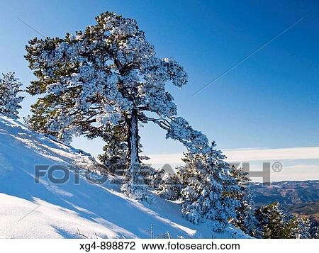 Snow-covered Scots Pine (Pinus sylvestris) on Penyagolosa mountainside, Vistabella del Maestrat, Alcalaten, Castellon province, Comunidad Valenciana, Spain View Large Photo Image Stock Image - Snow-covered Scots Pine (Pinus sylvestris) on Penyagolosa mountainside, Vistabella del Maestrat, Alcalaten, Castellon province, Comunidad Valenciana, Spain. Fotosearch