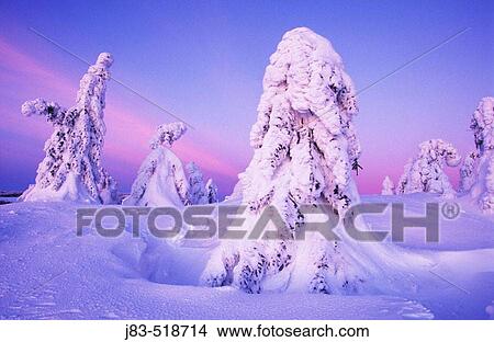 Snow-covered spruce trees at sunset, Ore Mountains, Saxony, Germany View Large Photo Image Picture - Snow-covered spruce trees at sunset, Ore Mountains, Saxony, Germany. Fotosearch