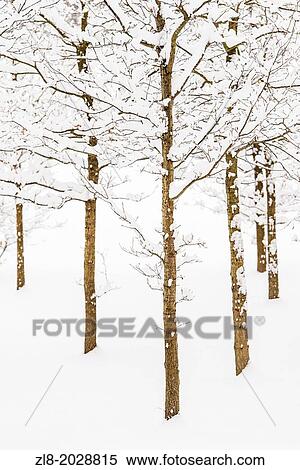 Stock Photography - Snow covered trees in Stockholm, Sweden.. Fotosearch