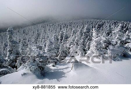 Snow-covered-trees View Large Photo Image Stock Photography - Snow-covered-trees. Fotosearch