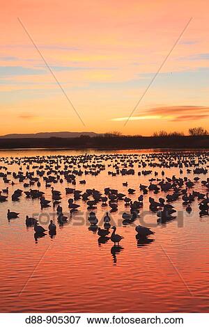 Snow Geese (Chen caerulescens), Bosque del Apache National Wildlife Refuge, New Mexico, USA View Large Photo Image Stock Photo - Snow Geese (Chen caerulescens), Bosque del Apache National Wildlife Refuge, New Mexico, USA. Fotosearch