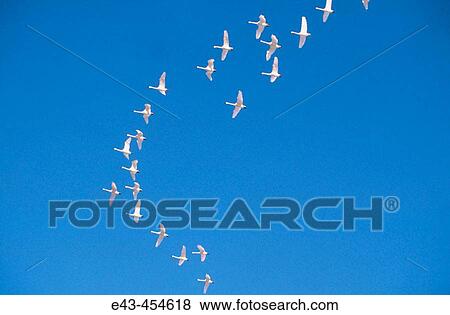 Stock Photo - Snow geese, flying in a formation - horizontal against a blue sky. Fotosearch