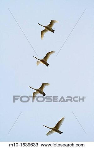Snow Geese flying View Large Photo Image Stock Image - Snow Geese flying. Fotosearch