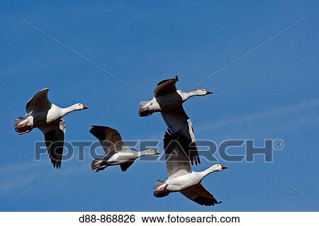Stock Photograph - Snow Goose (Chen caerulescens), Bosque del Apache National Wildlife Refuge, New Mexico, USA. Fotosearch
