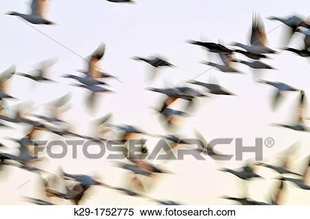 Snow Goose Chen caerulescens In flight over roosting ponds, Bosque del Apache NWR, New Mexico, USA View Large Photo Image Stock Photography - Snow Goose Chen caerulescens In flight over roosting ponds, Bosque del Apache NWR, New Mexico, USA. Fotosearch