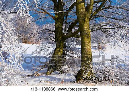 Snow in the woods View Large Photo Image Stock Photograph - Snow in the woods. Fotosearch