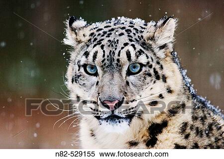 Stock Photography - Snow Leopard or Irbis (Uncia uncia) in winter at snowfall. Fotosearch
