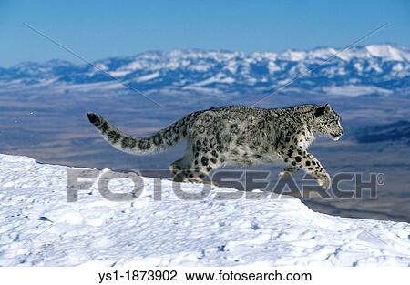 Snow Leopard or Ounce, uncia uncia, Adult running through Mountain View Large Photo Image Stock Image - Snow Leopard or Ounce, uncia uncia, Adult running through Mountain. Fotosearch