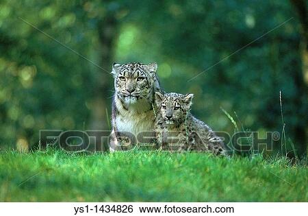 SNOW LEOPARD OR OUNCE uncia uncia, FEMALE WITH CUB View Large Photo Image Stock Photograph - SNOW LEOPARD OR OUNCE uncia uncia, FEMALE WITH CUB. Fotosearch