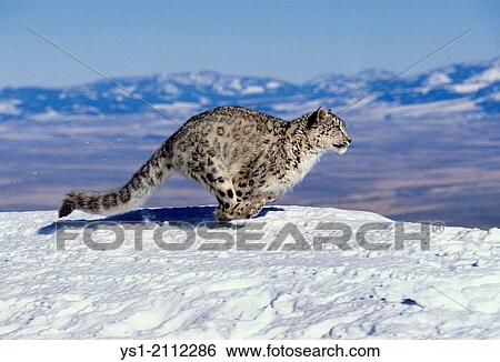 Snow Leopard or Ounce, uncia uncia, Running through Mountains. View Large Photo Image Stock Photograph - Snow Leopard or Ounce, uncia uncia, Running through Mountains.. Fotosearch