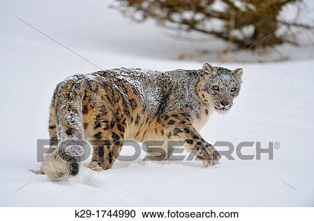 Snow leopard Panthera uncia or Uncia uncia, Bozeman, Montana, USA View Large Photo Image Stock Image - Snow leopard Panthera uncia or Uncia uncia, Bozeman, Montana, USA. Fotosearch