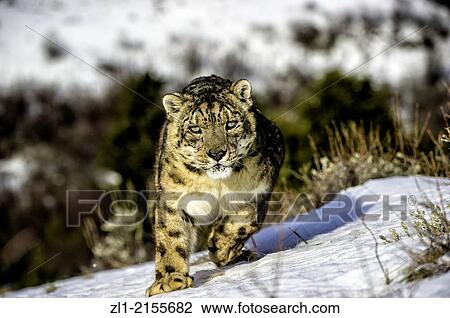 Snow leopard Panthera uncia or Uncia uncia, Bozeman, Montana, USA View Large Photo Image Stock Image - Snow leopard Panthera uncia or Uncia uncia, Bozeman, Montana, USA. Fotosearch
