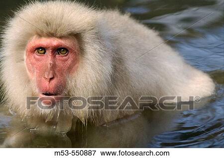 snow monkey. jigokudani yaen-koen. nagano prefecture. chubu region. japan. asia. View Large Photo Image Stock Photo - snow monkey. jigokudani yaen-koen. nagano prefecture. chubu region. japan. asia.. Fotosearch