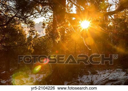 Stock Photograph - Snow on pine trees at Pico de Las Nieves, the highest point on Gran Canaria (1949m). Canary Islands, Spain.. Fotosearch
