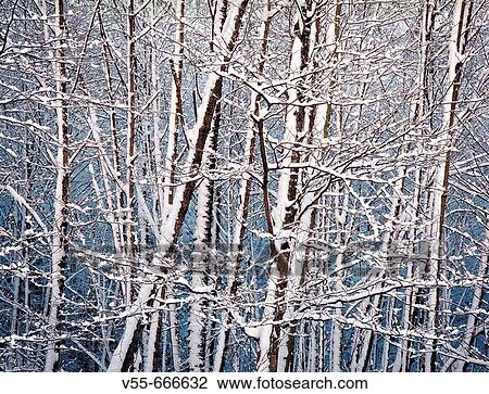 Snow on winter alder trees in the Samish Valley, Washington State, USA View Large Photo Image Stock Image - Snow on winter alder trees in the Samish Valley, Washington State, USA. Fotosearch