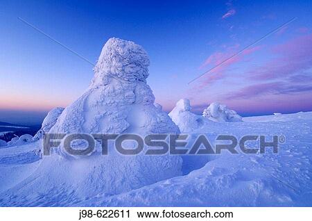 Snow_covered Norway spruce trees (Picea abies) at sunrise. Brocken (Mountain), National Park Hochharz, Saxony_Anhalt, Germany, Europe. View Large Photo Image Stock Image - Snow_covered Norway spruce trees (Picea abies) at sunrise. Brocken (Mountain), National Park Hochharz, Saxony_Anhalt, Germany, Europe.. Fotosearch