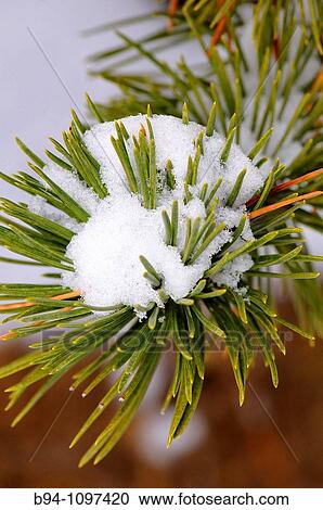 Snowcovered pine, La Molina ski resort, Cerdanya. Girona province, Catalonia, Spain. View Large Photo Image Stock Image - Snowcovered pine, La Molina ski resort, Cerdanya. Girona province, Catalonia, Spain.. Fotosearch