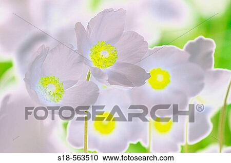 Stock Image - Snowdrop anemone (Anemone sylvestris). Fotosearch