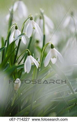 Stock Photo - Snowdrops Galanthus nivalis. Fotosearch