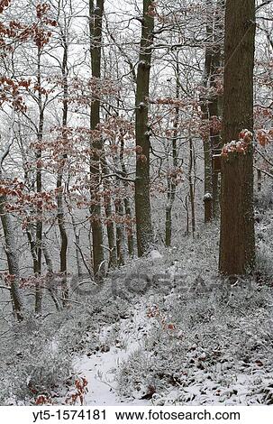 Snowfall in the Wyre Forest, Worcestershire, England, Europe View Large Photo Image Stock Image - Snowfall in the Wyre Forest, Worcestershire, England, Europe. Fotosearch