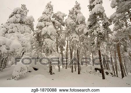 Snowny pine wood, Guadarrama mountains, Madrid, Spain View Large Photo Image Stock Photo - Snowny pine wood, Guadarrama mountains, Madrid, Spain. Fotosearch