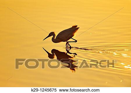 Snowy egret Egretta thula Hunting shoreline View Large Photo Image Stock Photography - Snowy egret Egretta thula Hunting shoreline. Fotosearch