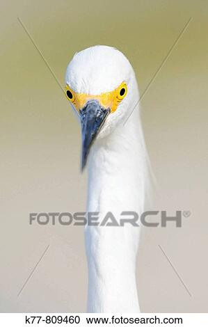 Snowy Egret (Egretta thula), portrait. Florida, USA. View Large Photo Image Stock Image - Snowy Egret (Egretta thula), portrait. Florida, USA.. Fotosearch