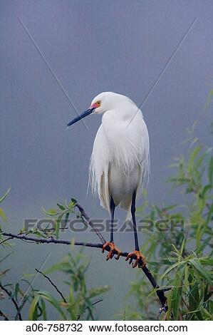 Snowy Egret (Egretta thula) View Large Photo Image Stock Image - Snowy Egret (Egretta thula). Fotosearch