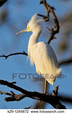 Snowy egret Egretta thula View Large Photo Image Stock Image - Snowy egret Egretta thula. Fotosearch