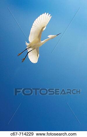 Snowy Egret Egretta thula View Large Photo Image Stock Photo - Snowy Egret Egretta thula. Fotosearch