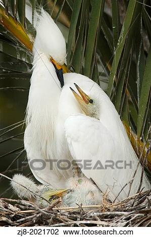 Stock Image - Snowy Egret feeding young, California, USA. Fotosearch