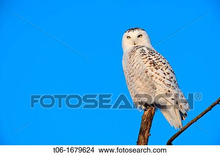Snowy owl Bubo scandiaca perched on branch Quebec, Canada View Large Photo Image Picture - Snowy owl Bubo scandiaca perched on branch Quebec, Canada. Fotosearch
