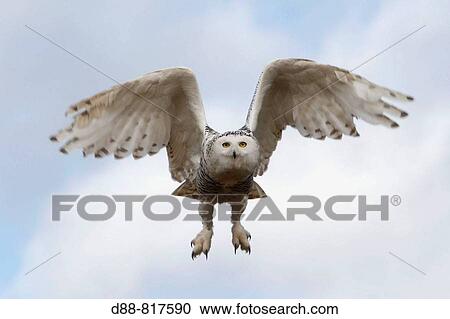 Snowy Owl (Bubo scandiacus) View Large Photo Image Stock Image - Snowy Owl (Bubo scandiacus). Fotosearch
