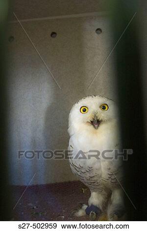 Snowy owl in captivity, recovering from an injury at the World Bird Sanctuary in St. Louis, MO. USA View Large Photo Image Stock Photo - Snowy owl in captivity, recovering from an injury at the World Bird Sanctuary in St. Louis, MO. USA. Fotosearch