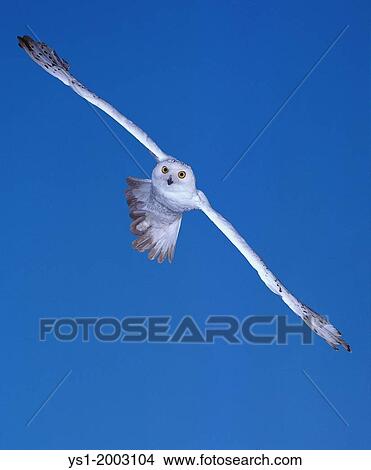 Picture - Snowy Owl, nyctea scandiaca, Adult in Flight. Fotosearch