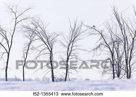 Snowy Owl (Nyctea scandiaca) View Large Photo Image Stock Image - Snowy Owl (Nyctea scandiaca). Fotosearch