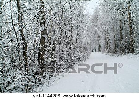 Snowy path through a wintry forest, Selonnet, French Alps, France. View Large Photo Image Stock Photograph - Snowy path through a wintry forest, Selonnet, French Alps, France.. Fotosearch