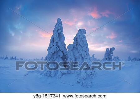 Snowy trees at the Szrenica peak, Karkonosze National Park, Poland, Europe View Large Photo Image Stock Image - Snowy trees at the Szrenica peak, Karkonosze National Park, Poland, Europe. Fotosearch