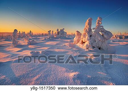 Snowy trees at the Szrenica peak, Karkonosze National Park, Poland, Europe View Large Photo Image Stock Image - Snowy trees at the Szrenica peak, Karkonosze National Park, Poland, Europe. Fotosearch