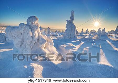 Snowy trees at the Szrenica peak, Karkonosze National Park, Poland, Europe View Large Photo Image Stock Photograph - Snowy trees at the Szrenica peak, Karkonosze National Park, Poland, Europe. Fotosearch