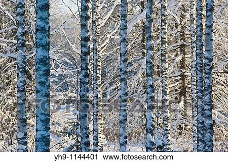 Snowy Trees View Large Photo Image Stock Image - Snowy Trees. Fotosearch