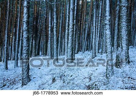 Stock Image - Snowy wooded landscape in the Sierra de Albarracin near of Bronchales Teruel. Fotosearch