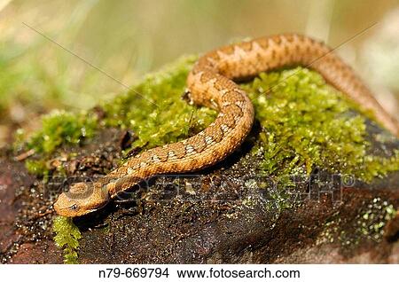 Snub-nosed Viper (Vipera latastei). Valle de Alcudia, Ciudad Real, Spain View Large Photo Image Picture - Snub-nosed Viper (Vipera latastei). Valle de Alcudia, Ciudad Real, Spain. Fotosearch